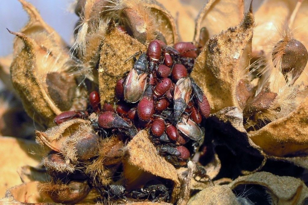 Piccoli di Cimicetta rosso-nera?  ninfe ed adulti di Oxycarenus lavaterae (Lygaeidae)